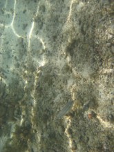 Underwater pictures, Pisces, Ilha Grande, Rio de Janeiro, Brazil