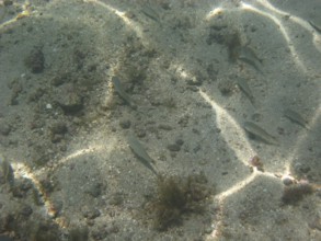 Underwater pictures, Pisces, Ilha Grande, Rio de Janeiro, Brazil