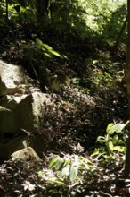 Forest, Nature, Ilha Grande, Rio de Janeiro, Brazil