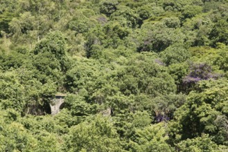 Forest, Nature, Ilha Grande, Rio de Janeiro, Brazil