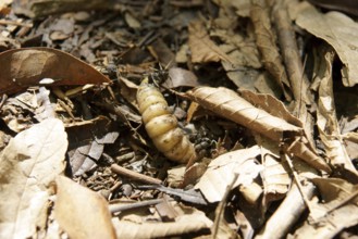 Caterpillar, Leaves, Ilha Grande, Rio de Janeiro, Brazil