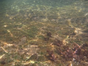 Underwater pictures, Ilha Grande, Rio de Janeiro, Brazil