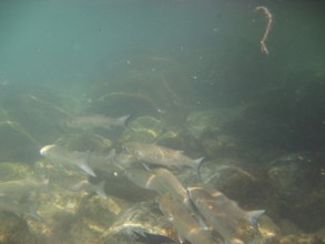 Underwater pictures, Pisces, Ilha Grande, Rio de Janeiro, Brazil