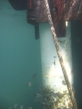 Underwater pictures, Shipwreck, Ilha Grande, Rio de Janeiro, Brazil