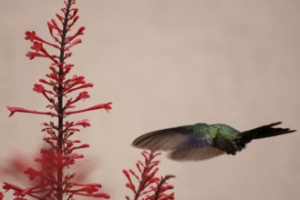 Hummingbird, North Coast, Camburi, São Paulo, Brazil