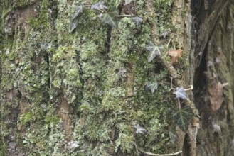 Tree, Trunk, Boissy sous Saint Yon, Essonne (91), France