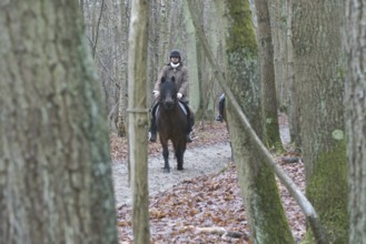 Park, Pony, Boissy sous Saint Yon, Essonne (91), France