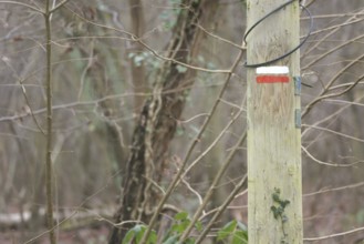 Trunk, Boissy sous Saint Yon, Essonne (91), France