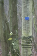 Trunk, Boissy sous Saint Yon, Essonne (91), France