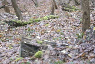 Trunk, Dry Leaves, Boissy sous Saint Yon, Essonne (91), France
