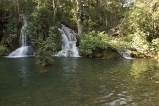 Forest, Nature, Seis Cachoeiras Park, Bonito, Mato Grosso do Sul, Brazil