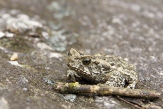 Toad, Nature, Serra do Mar State park, Núcleo Santa Virgínia, São Paulo, Brazil