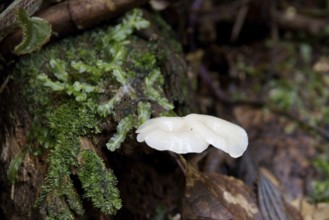 Mushrooms, Serra do Mar State park, Núcleo Santa Virgínia, São Paulo, Brazil