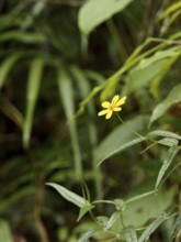 Forest, Flower, Serra do Mar State park, Núcleo Santa Virgínia, São Paulo, Brazil
