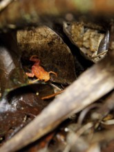 Toad, Brachicéfalos, Serra do Mar State park, Núcleo Santa Virgínia, São Paulo, Brazil