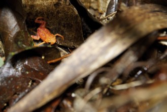 Toad, Brachicéfalos, Serra do Mar State park, Núcleo Santa Virgínia, São Paulo, Brazil