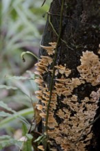 Forest, Nature, Serra do Mar State park, Núcleo Santa Virgínia, São Paulo, Brazil
