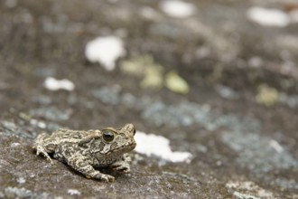 Toad, Nature, Serra do Mar State park, Núcleo Santa Virgínia, São Paulo, Brazil