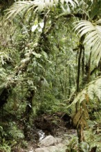 Forest, Nature, Serra do Mar State park, Núcleo Santa Virgínia, São Paulo, Brazil