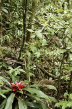 Plant, Bromélia, Serra do Mar State park, Núcleo Santa Virgínia, São Paulo, Brazil