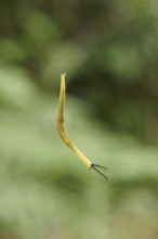 Snail, Serra do Mar State park, Núcleo Santa Virgínia, São Paulo, Brazil
