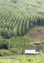 Plantation of Eucalyptuses, Next São Luís do Paraitinga, São Paulo, Brazil