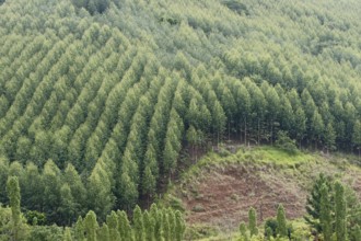 Plantation of Eucalyptuses, Next São Luís do Paraitinga, São Paulo, Brazil