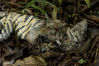 Lizard Died, Nature, Serra do Mar State park, Núcleo Santa Virgínia, São Paulo, Brazil