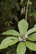 Plant, Flower, Serra do Mar State park, Núcleo Santa Virgínia, São Paulo, Brazil