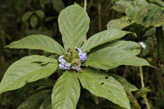 Plant, Flower, Serra do Mar State park, Núcleo Santa Virgínia, São Paulo, Brazil