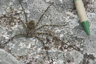 Spider, Nature, Serra do Mar State park, Núcleo Santa Virgínia, São Paulo, Brazil