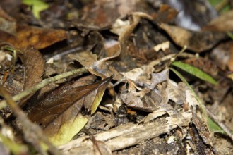 Animal, Toad-ox, Serra do Mar State park, Núcleo Santa Virgínia, São Paulo, Brazil
