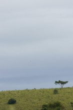 Landscape, Nature, 29/12/2009, São Luís do Paraitinga, São Paulo, Brazil