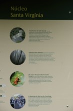 Plate, Serra do Mar State park, Núcleo Santa Virgínia, São Paulo, Brazil