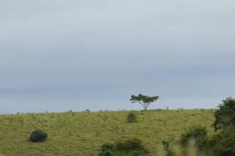 Landscape, Nature, 29/12/2009, São Luís do Paraitinga, São Paulo, Brazil