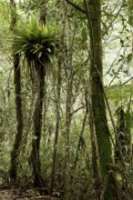 Forest, Nature, Serra do Mar State park, Núcleo Santa Virgínia, São Paulo, Brazil