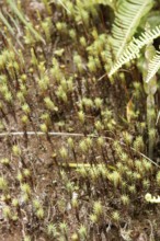 Plants, Nature, Serra do Mar State park, Núcleo Santa Virgínia, São Paulo, Brazil
