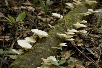 Mushrooms in Trunk of Tree, Serra do Mar State park, Núcleo Santa Virgínia, São Paulo, Brazil