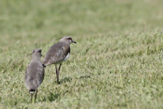 Ave, Want-want, São Paulo, Brazil