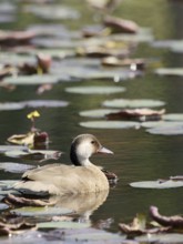 Duck, Foot-red, São Paulo, Brazil