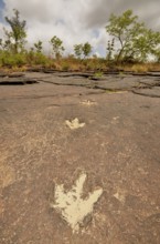Fossilized footprints of a Tyrannosaurus rex near the village of Mananga, Cameroon, Central Africa