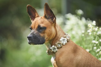 Brown dog wearing flower paracord collar on meadow