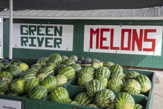 Green River, Utah - Vetere Melons for sale at a roadside stand. Green River is famous for its