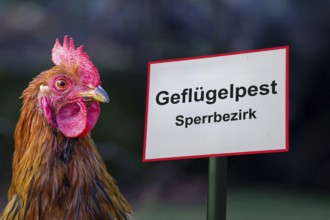 (photo montage) Sign with the inscription AVIAN INFLUENZA BLOCKED DISTRICT next to a rooster