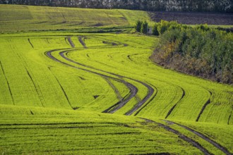 Traces of tractors in a freshly tilled field, first growth of winter grain, near Ratingen, North