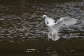 A great egret (Ardea alba) landing on water, wings blurred, Hesse, Germany