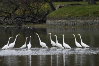 A group of great egrets (Ardea alba) stands in the water of a lake, surrounded by autumn landscape