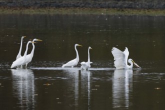 Several great egrets (Ardea alba) stand in the calm water of a lake in autumn surroundings, a great