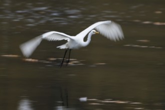 A great egret (Ardea alba) flies over the water, wings extended wide, motion blur, Hesse, Germany