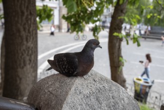 Dove sitting on a stone railing above Prešeren Square, Ljubljana, Slovenia